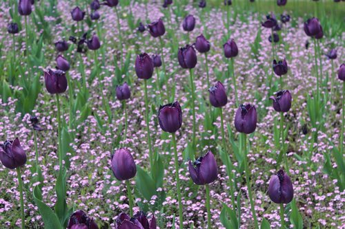 tulips  flower bed  flowers