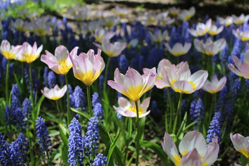 tulips  netherlands  flower