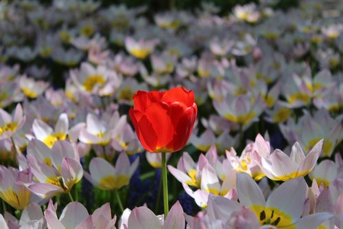 tulips  netherlands  garden