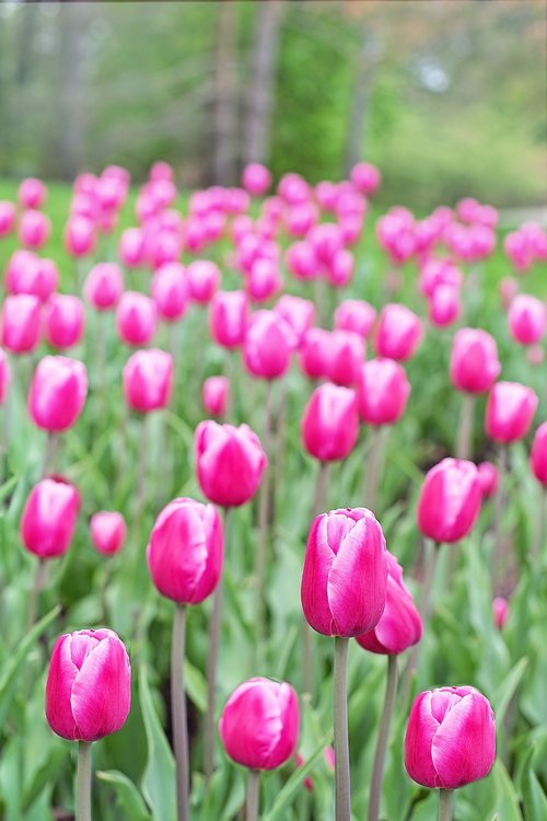 tulips  pink  bright
