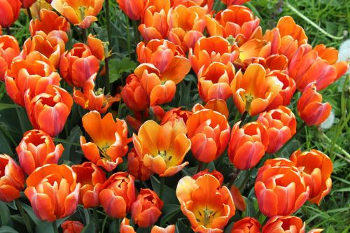 tulips tulipa lily