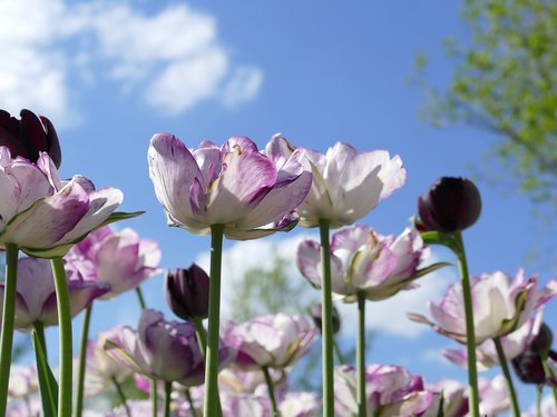 tulips  flowers  sky