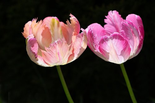 tulips  two tulips  two