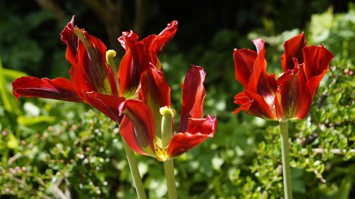 tulips  blossom  bloom