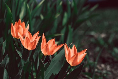 tulips  orange  orange tulips