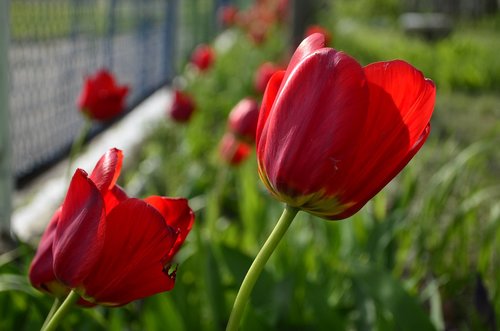 tulips  red tulips  red