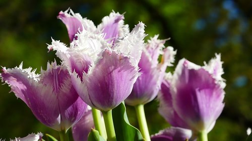 tulips  plant  violet