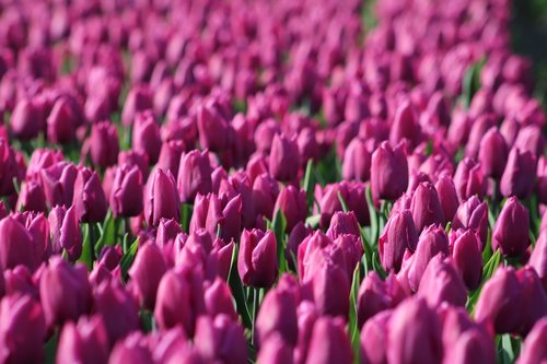 tulips  tulpenbluete  holland