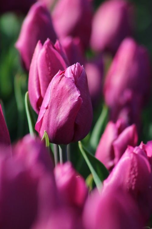 tulips  tulpenbluete  holland