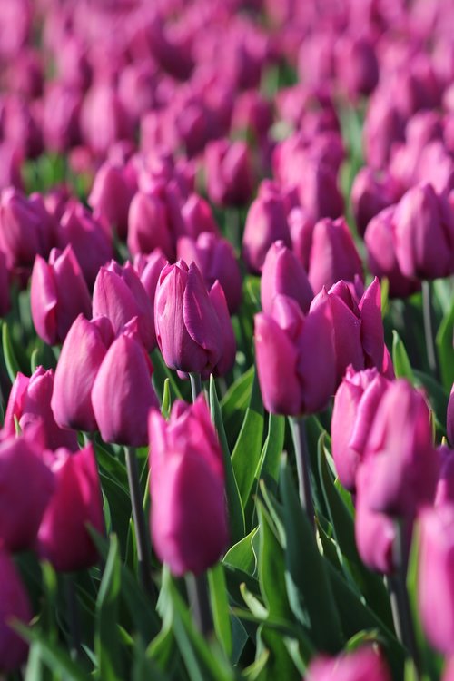 tulips  tulpenbluete  holland