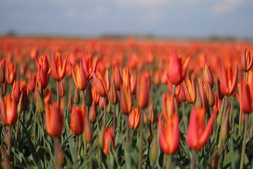 tulips  tulpenbluete  holland