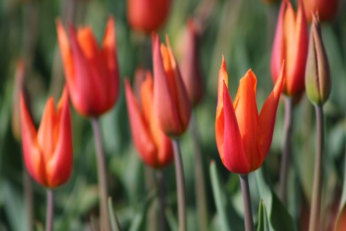 tulips  tulpenbluete  holland