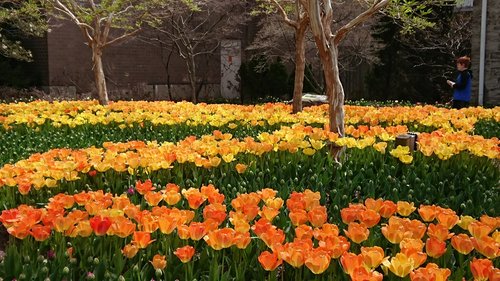 tulips  spring  orange