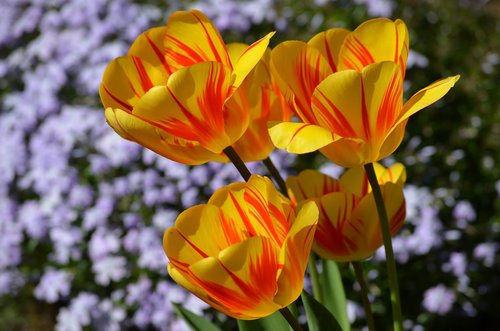 tulips  yellow  orange