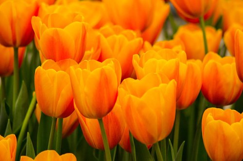 tulips  tulip field  tulpenbluete