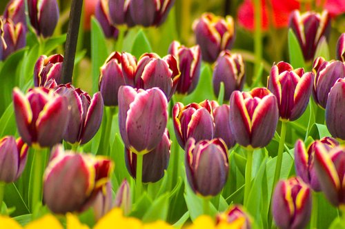 tulips  keukenhof  flower