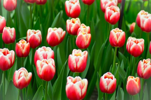 tulips  keukenhof  flower