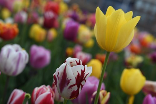tulips  netherlands  flower