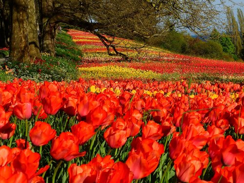 tulips  red  colorful