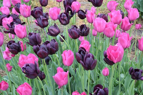 tulips  flower  nature