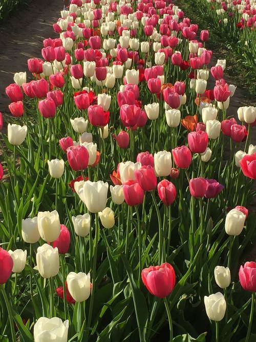 tulips  bareggio  italy