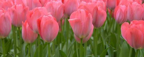 tulips  keukenhof  holland