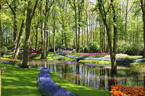 tulips  park  netherlands