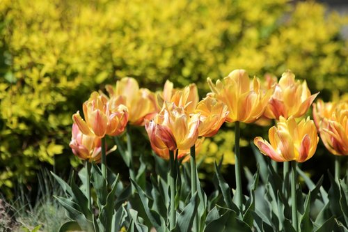 tulips  yellow tulips  flowers