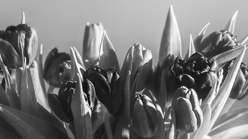 tulips  fine art  black and white