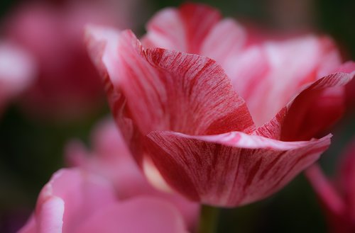 tulips  flowers  plant