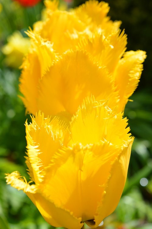tulips  fringed  yellow