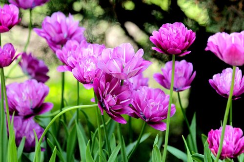 tulips  flowers  spring