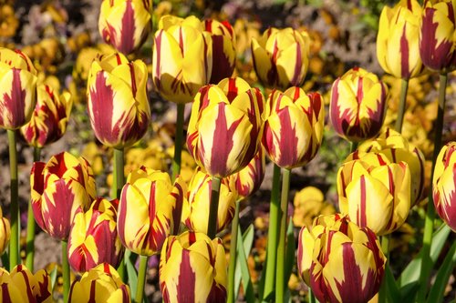tulips  yellow red  flower