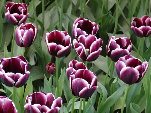 tulips flowers holland