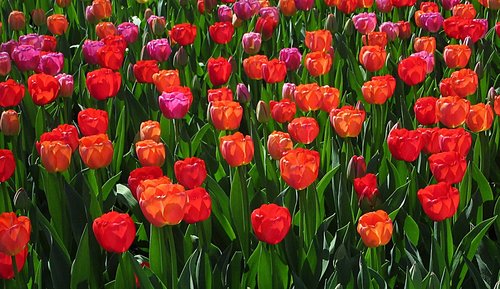 tulips  colors  red