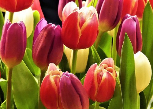 tulips  colorful  nature