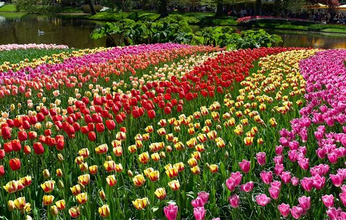 tulips  garden  blooming