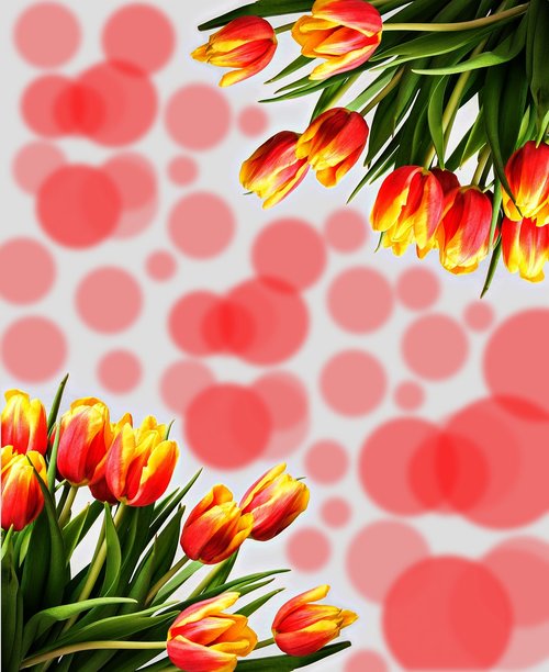 tulips  flowers  background
