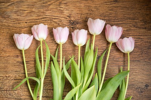 tulips  spring  flowers