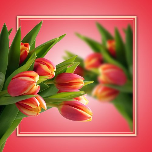 tulips  background  blur