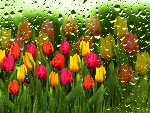 tulips  tulip  drops of water