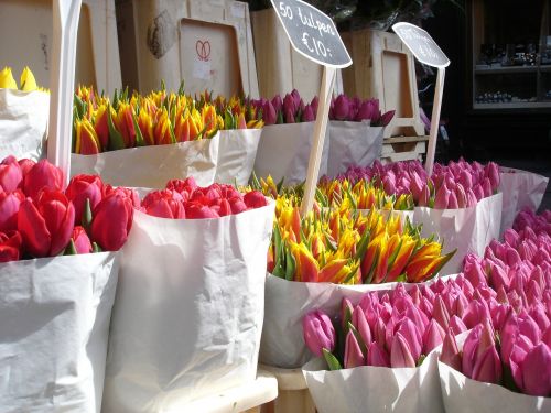 tulips flowers valentines