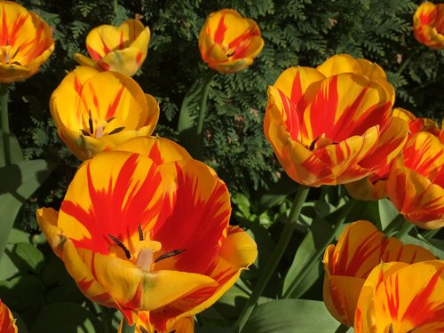 tulips  flowers  spring