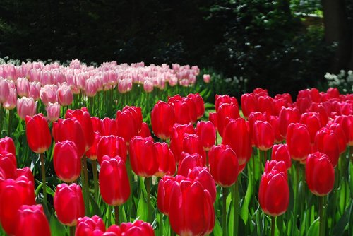 tulips  red tulips  spring gardens