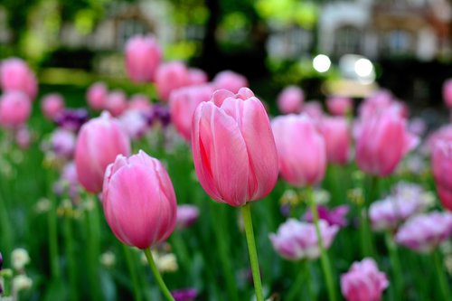 tulips  spring flowers  spring