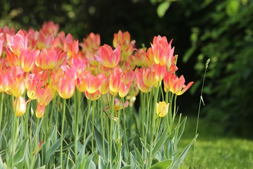 tulips  flowers  nature