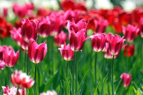 tulips  red tulips  burgundy