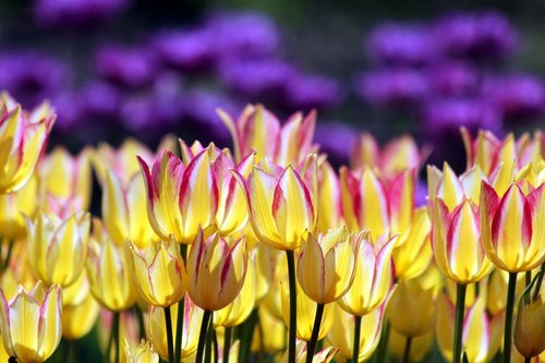 tulips  flowers  nature