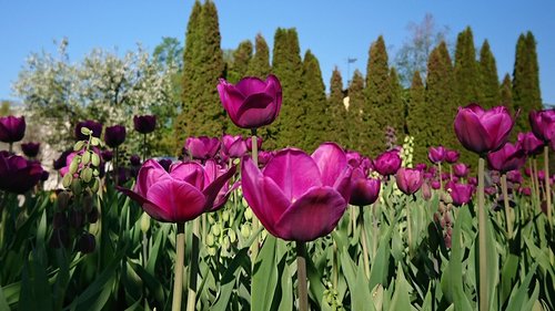 tulips  spring  flowers