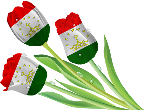 tulips  iran  tajikistan